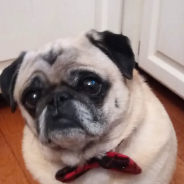 a pug wearing a red and black checked bowtie