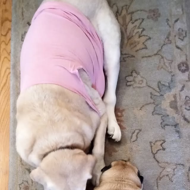 two dogs lying down facing each other, photographed from above