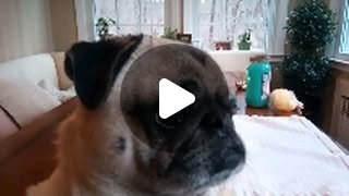 a close up picture of a pug in profile