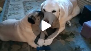 a pug licking a labrador retriever's muzzle