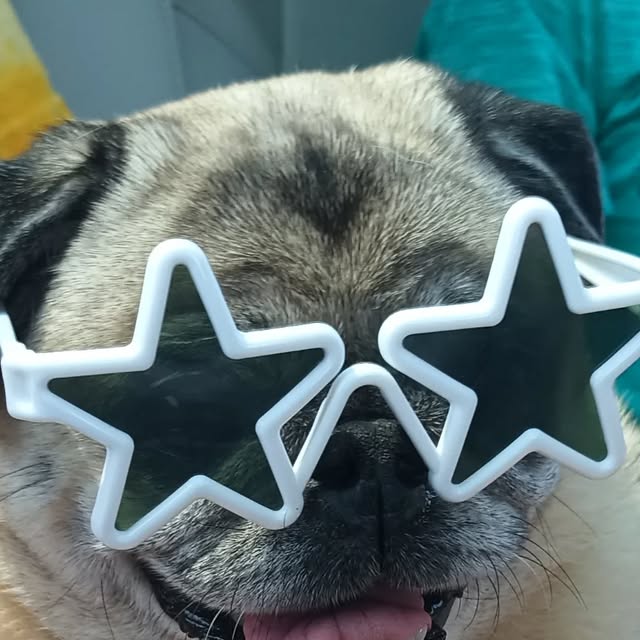 a dog wearing star sunglasses